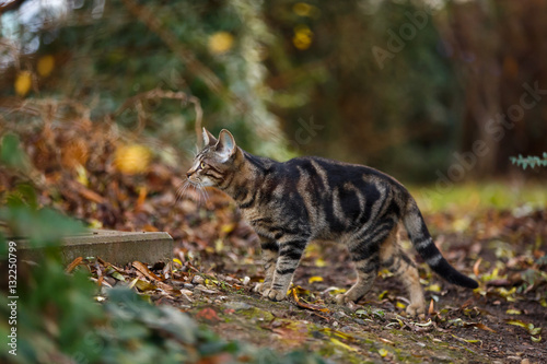 Fototapeta Naklejka Na Ścianę i Meble -  Jungkatze im Herbst