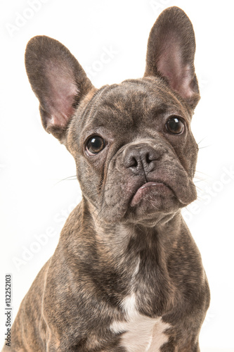 Brown french bulldog portrait © Elles Rijsdijk