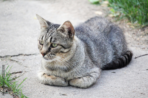 A tabby cat 