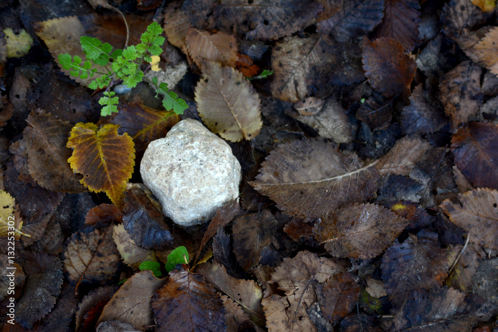 Colorful fallen autumn leaves and stone on the ground Colorful fallen autumn leaves and stone on the ground