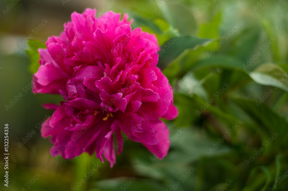 Blooming red peony