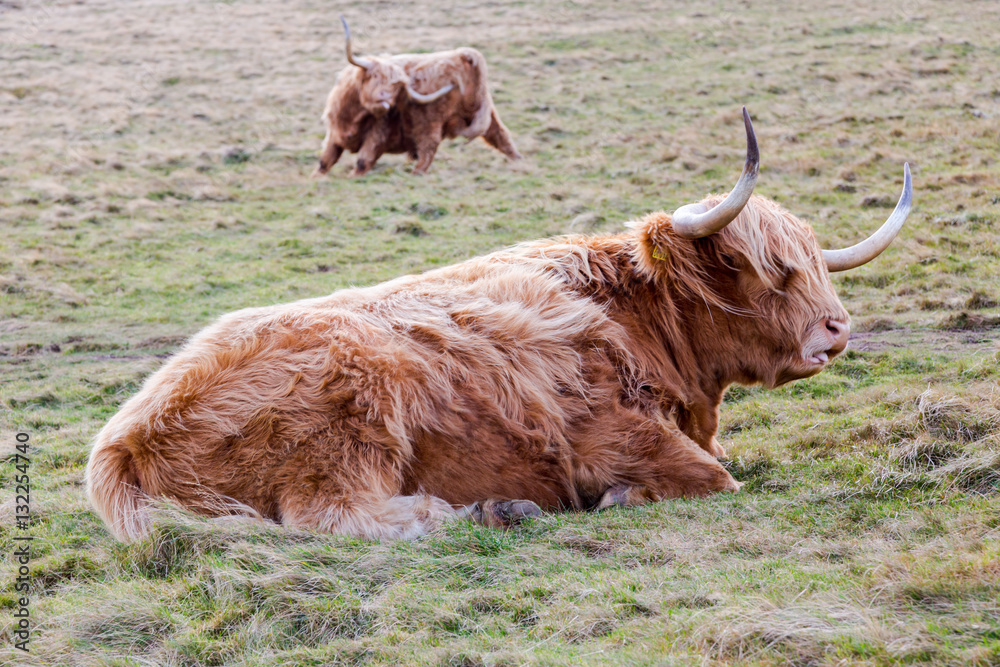 Famous hairy coo long hair cow in Scottish hills resting on mead Famous hairy coo long hair cow in Scottish hills resting on mead