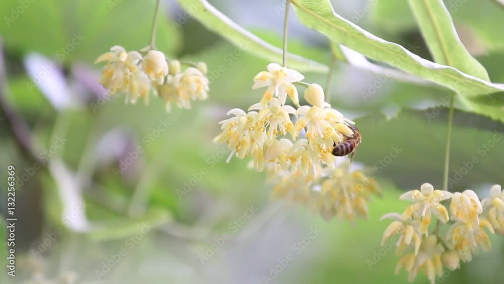 Linden leaves and flowers with wind blowing
