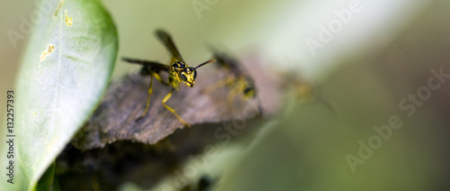 Wasp, insect of the order Hymenoptera related to bees and ants - Sao Paulo, SP, Brazil - February 26, 2011 © rpferreira