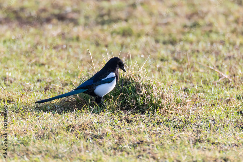 Eurasian magpie (Pica pica) hunting amongst grass. Black and white bird in the family Corvidae searching for invertebrates on pasture in the English countryside