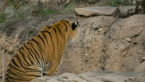 Playful Tiger Fight, 4K