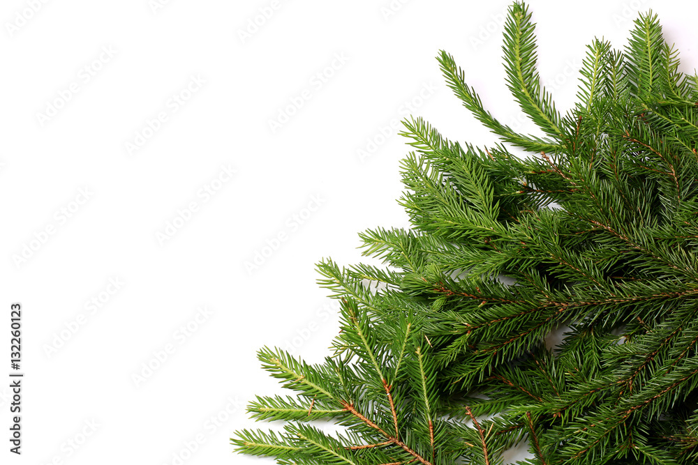 fir tree isolated white background fir tree isolated white background
