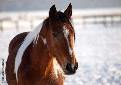 Portrait of a beautiful pinto horse on a winter background