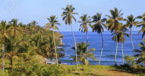 Tropical landscape and sea, palm trees in Samana area, Dominican Republic
