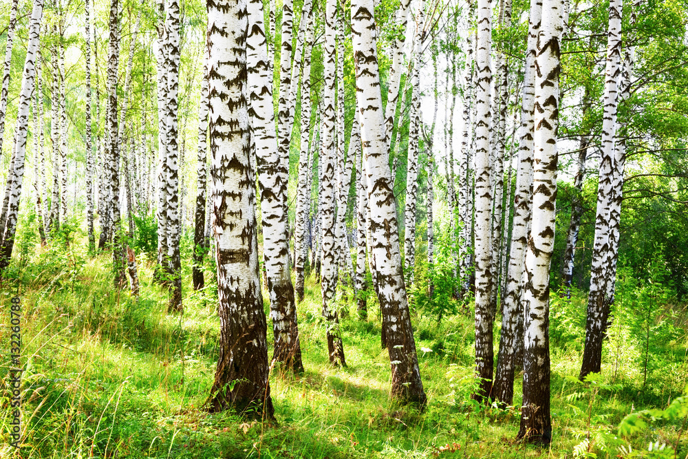 Fototapeta premium summer in sunny birch forest