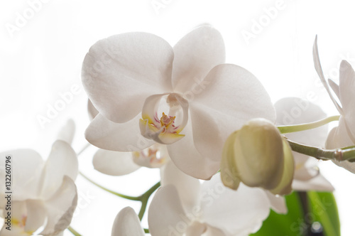 Wei  e Orchidee