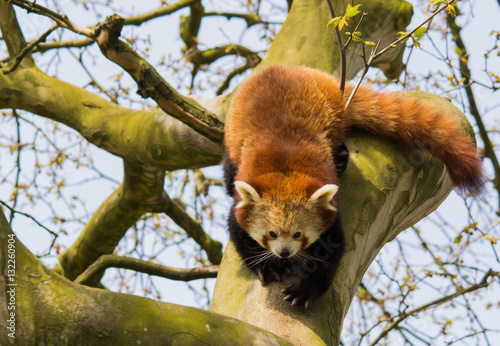 Red Panda clambering in a tree