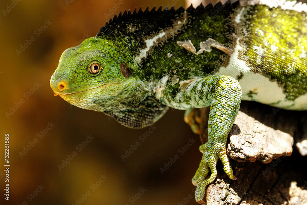Fototapeta premium Fijian crested iguana (Brachylophus vitiensis) on Viti Levu Isla