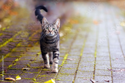 Fototapeta Naklejka Na Ścianę i Meble -  Jungkatze auf Steinweg