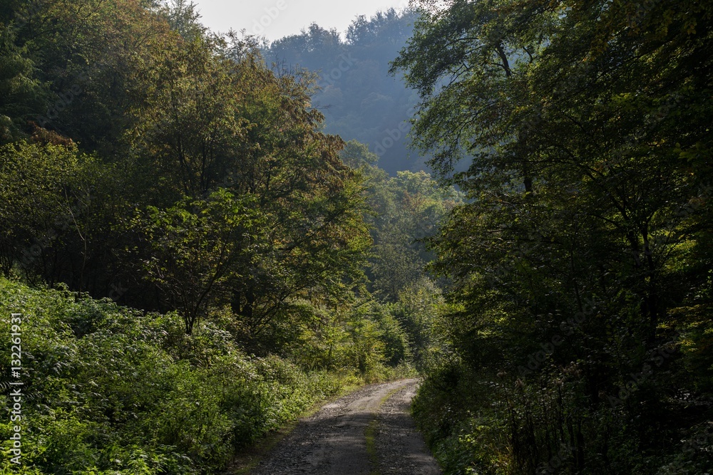 Path in the forest. Slovakia