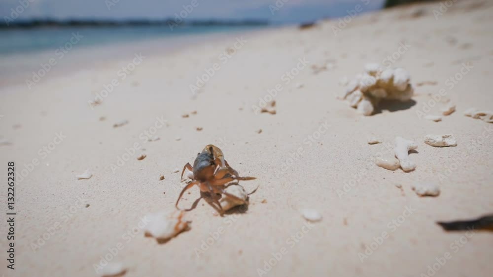 The island of Bali. Beach. Arthropods. Underwater and marine life in Bali is recognized as one of the richest in the world, with species such as crustaceans and spongy. The island of Bali. Beach. Arthropods. Underwater and marine life in Bali is recognized as one of the richest in the world, with species such as crustaceans and spongy.