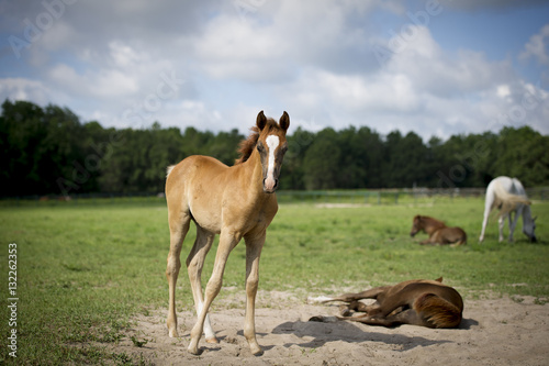 Fototapeta Naklejka Na Ścianę i Meble -  foal standing in pasture