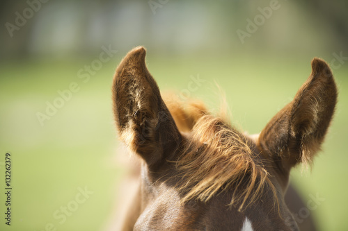 Fotografie foal's ears