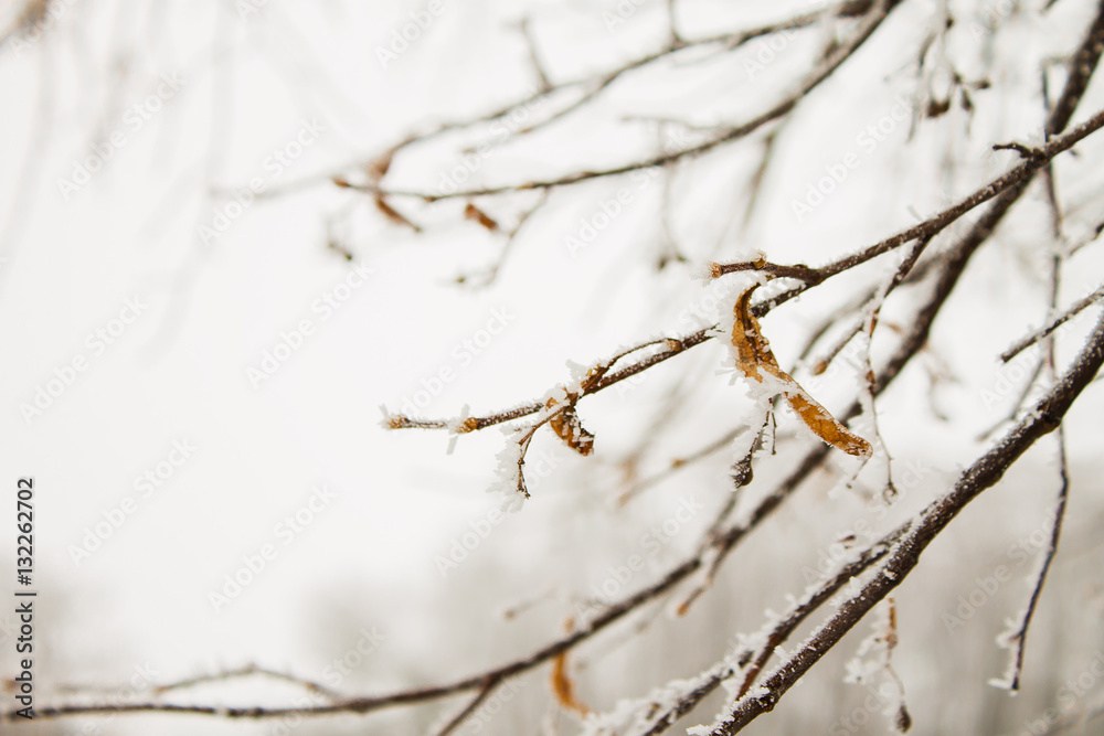 branch of a tree in hoarfrost on blurred light background