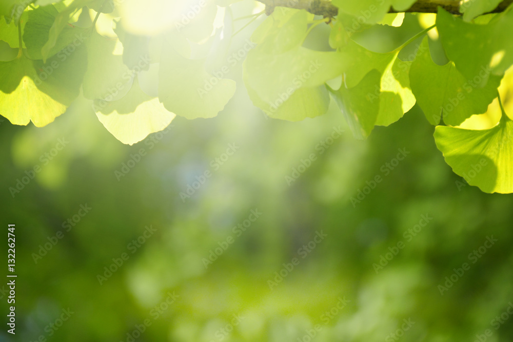 Blur green leaf background.