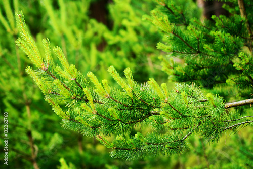 New growth on Scots or Scotch pine tree branch (Pinus sylvestris). Young evergreen coniferous plant sprouts with green needles growing in the forest. 