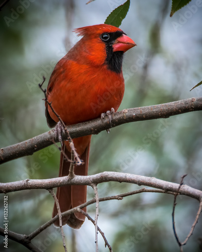 Cardinal on the limb