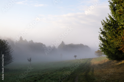 Fog on meadow within woods. Slovakia