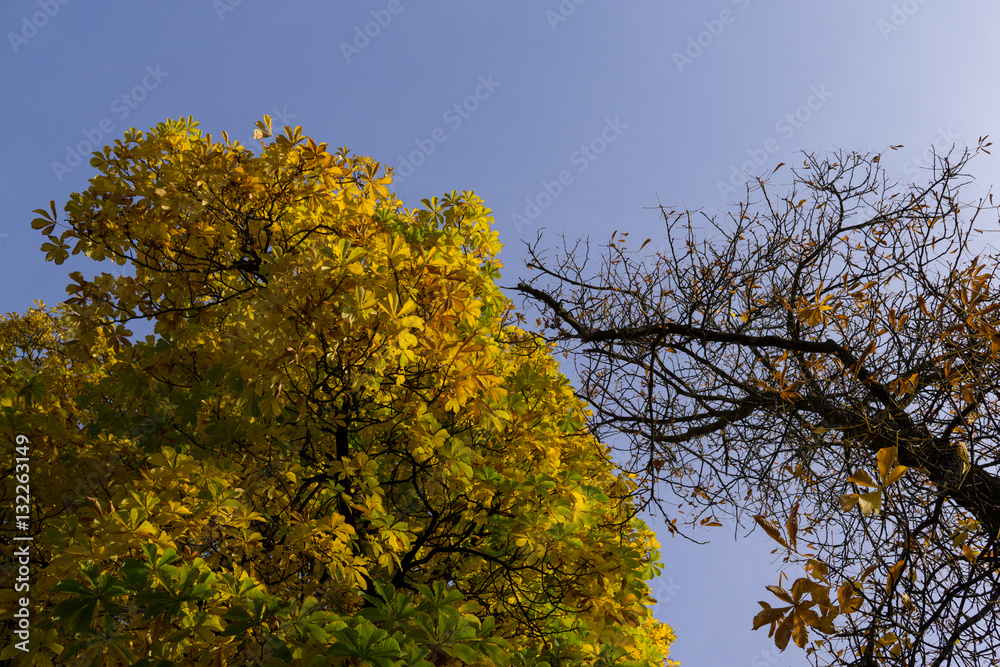 Obraz premium Colorful autumn leaves in nature. Slovakia