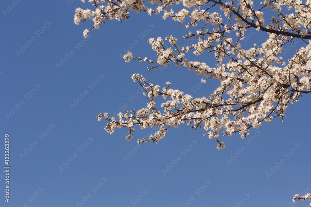 Tree with white flowers  clear sky on background