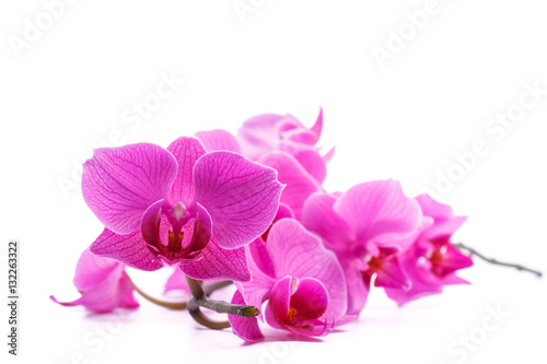 pink stripy phalaenopsis orchid