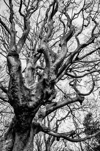 Old Crooked Tree