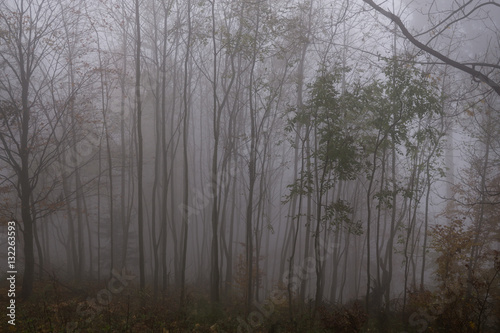 Mist in the woods during autumn. Slovakia