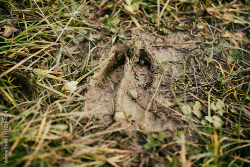 Deer footprint in the mud. Slovakia photo