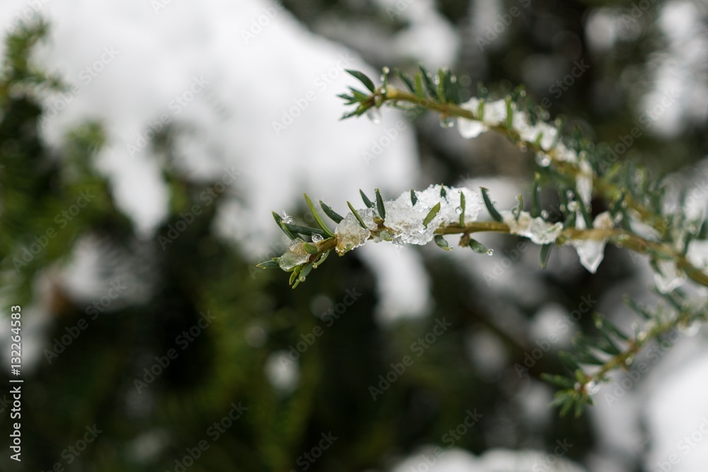 Nature covered by snow during winter. Slovakia Nature covered by snow during winter. Slovakia