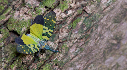 Konstfotografi Colorful insect, Cicada or Lanternfly ( Pyrops viridirostris ) insect on tree in
