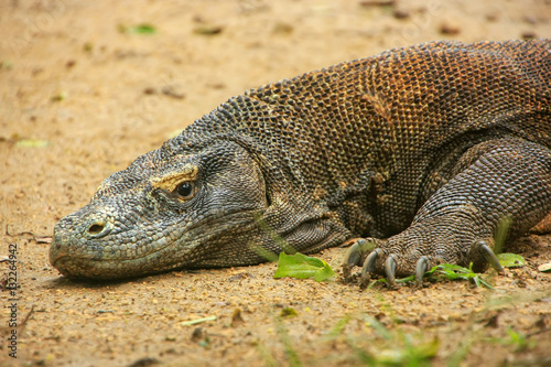 Portrait of Komodo dragon resting on Rinca Island in Komodo Nati photo