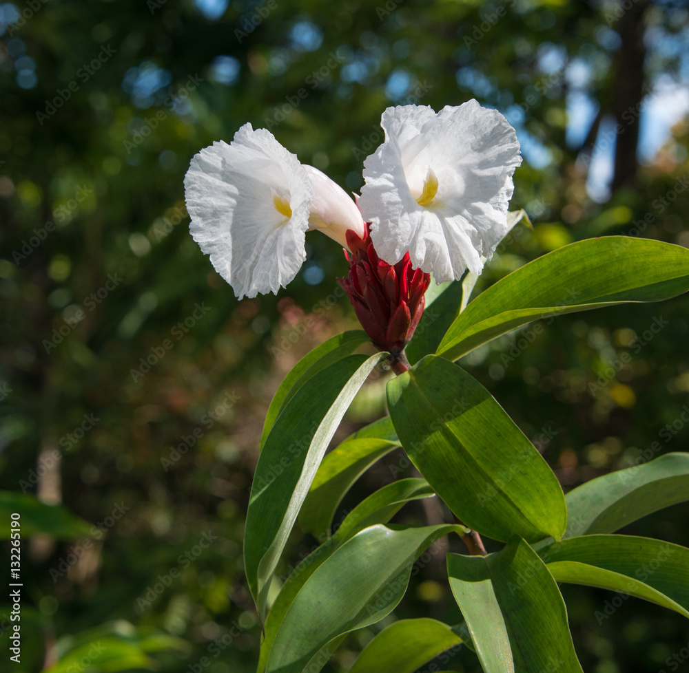 Fototapeta premium White red tropical flowers with green blue background