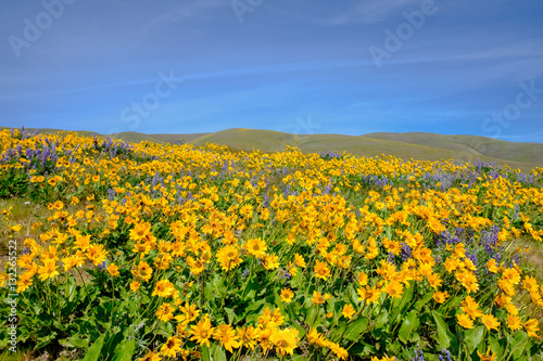 Wildflowers in the Dalles / Columbia Hills