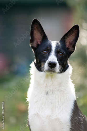 Dog portrait outdoor © GrasePhoto