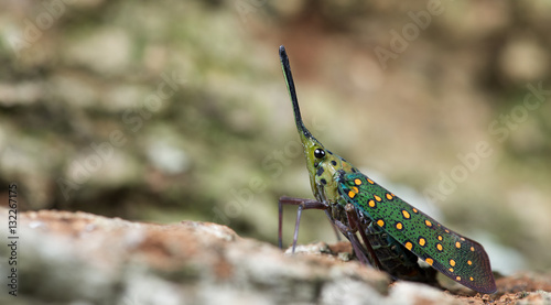 Colorful insect, Cicada or Lanternfly (Saiva gemmata) insect on tree in nature photo