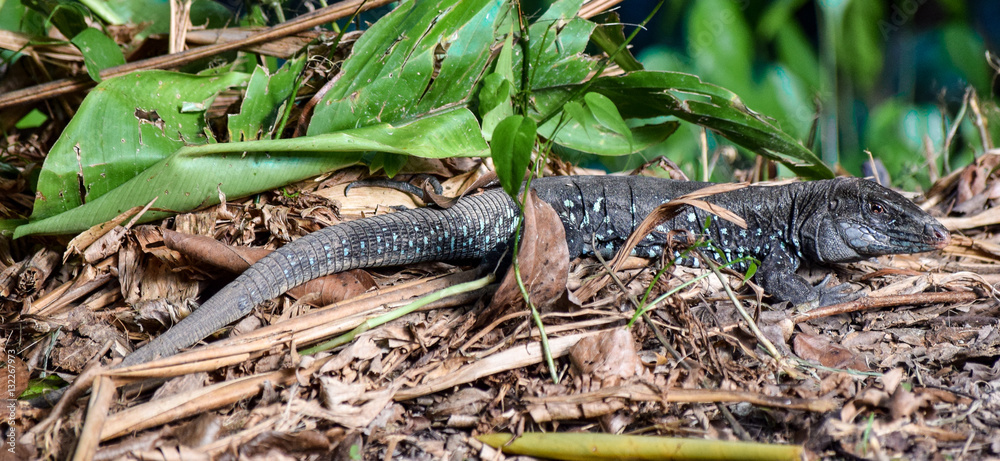 Fototapeta premium Dominican Ground Lizard..