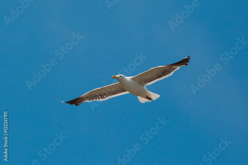 Sea Gull in flight - Stock Image