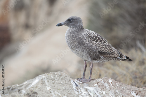 Seagull standing on rock - Stock Image