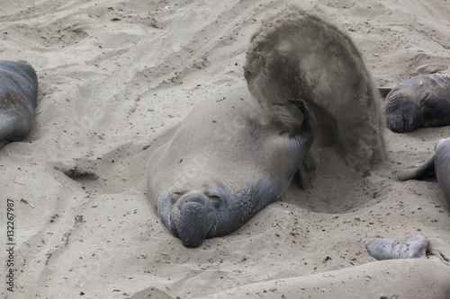 Sea Lion throwing sand on himself - Stock Image