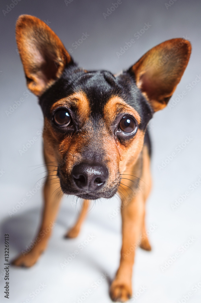 Obraz premium Mongrel dog isolated in studio on white background