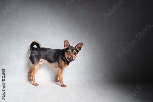 Fotografie, Obraz Mongrel dog isolated in studio on white background