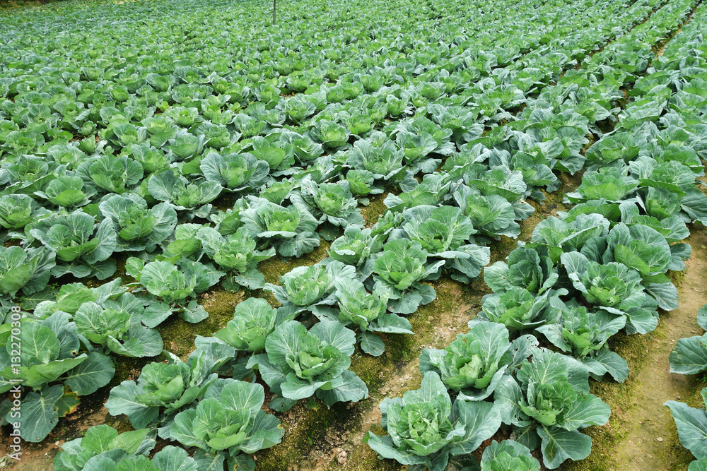 Rows of grown cabbages in Cameron Highland