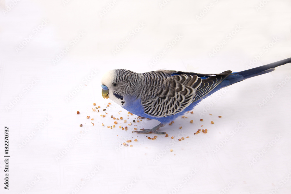 Fototapeta premium Blue budgie eats grains on a white background
