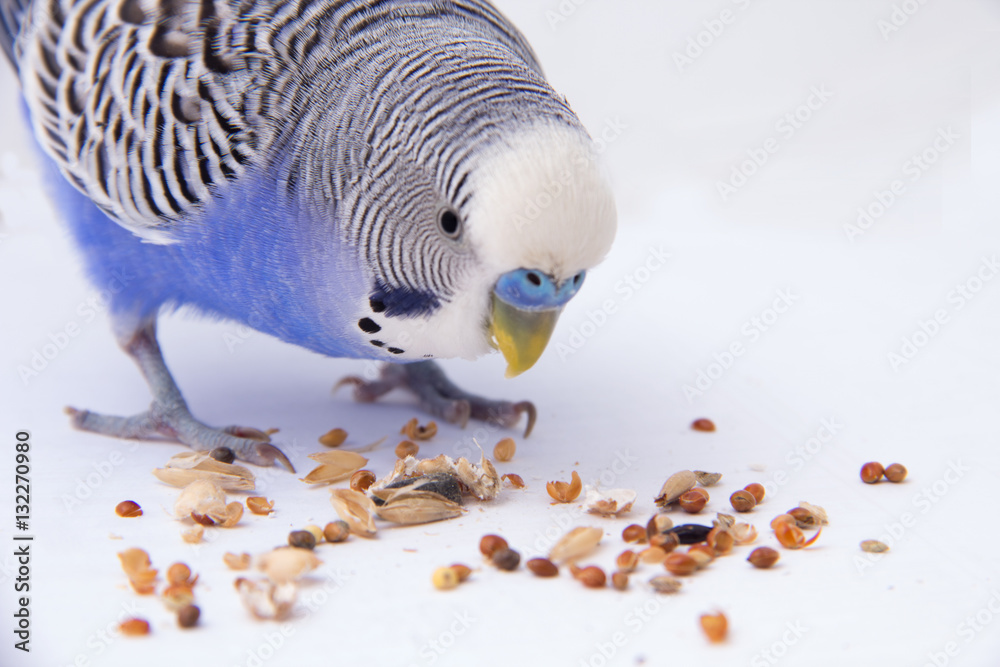 Fototapeta premium Blue budgie eats grains on a white background