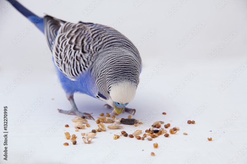 Fototapeta premium Blue budgie eats grains on a white background